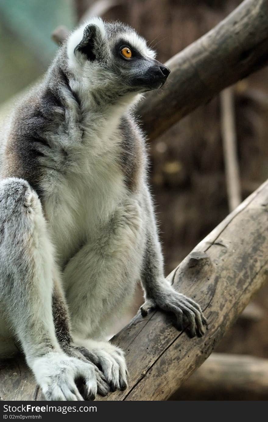 Portrait of a Lemur standing on a trunk readying itself to jump. Portrait of a Lemur standing on a trunk readying itself to jump