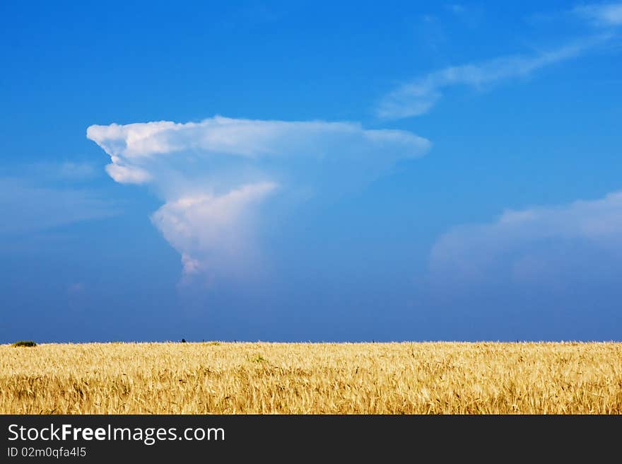 Wheat field with beautiful cloudscape