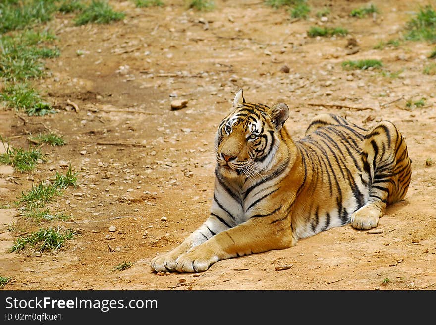 A tiger is waitting for food.