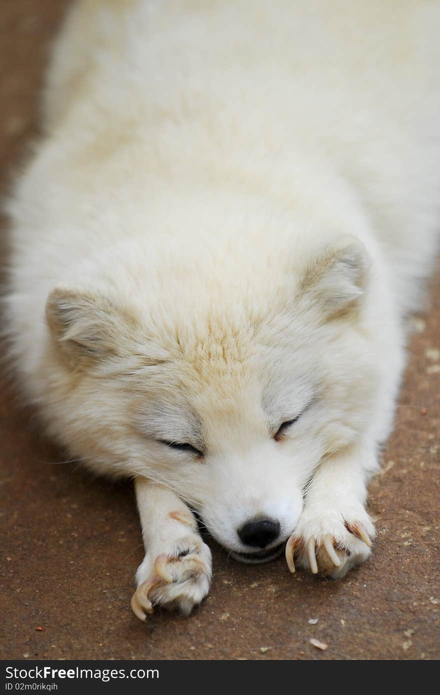 A cute baby fox is fast a sleep.