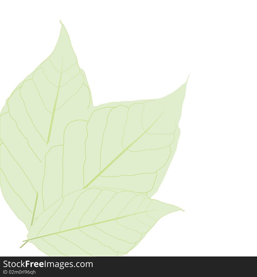 Green simple leaves isolated on white.