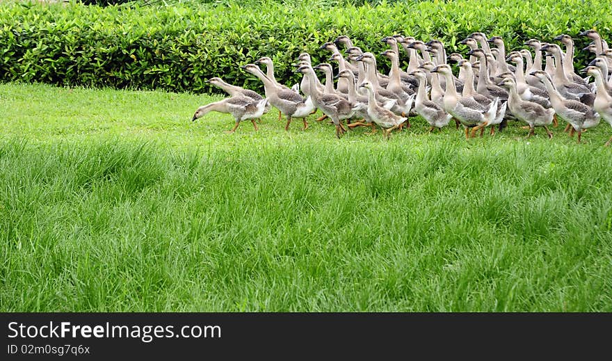 A group of goose on garden ,with grass