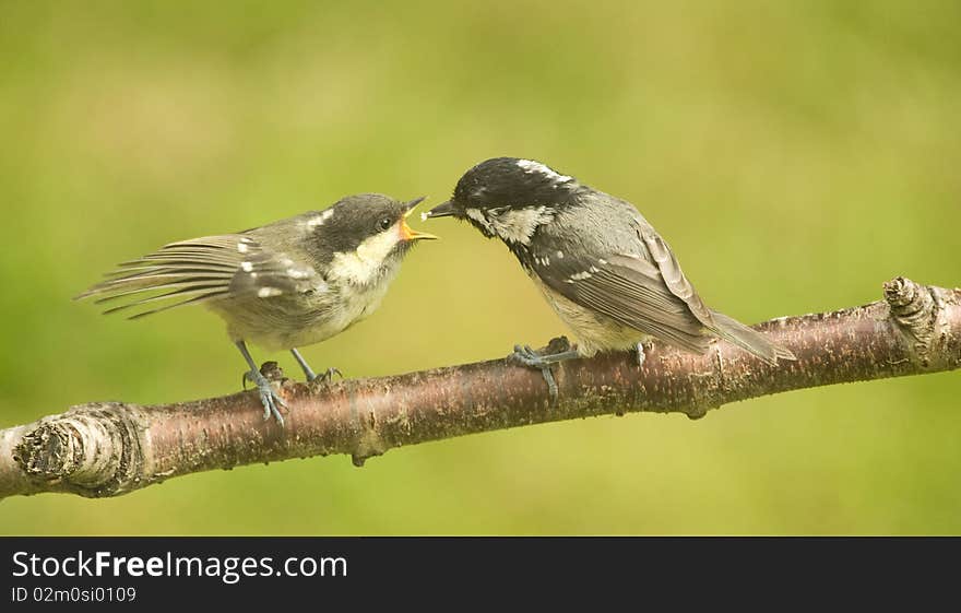 Coal tit fledgling being fed . Periparus ater.