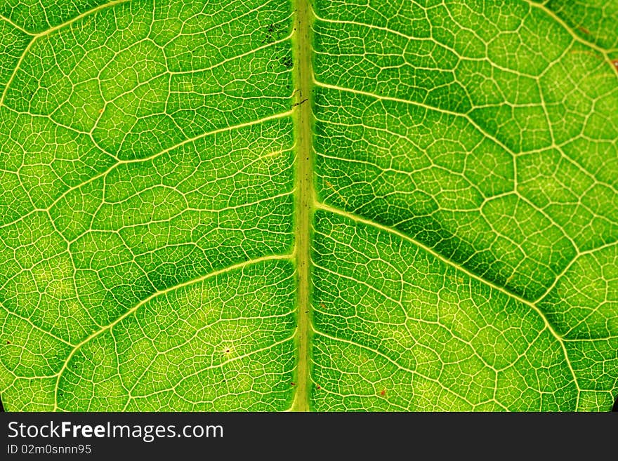 Leaf of a plant close up