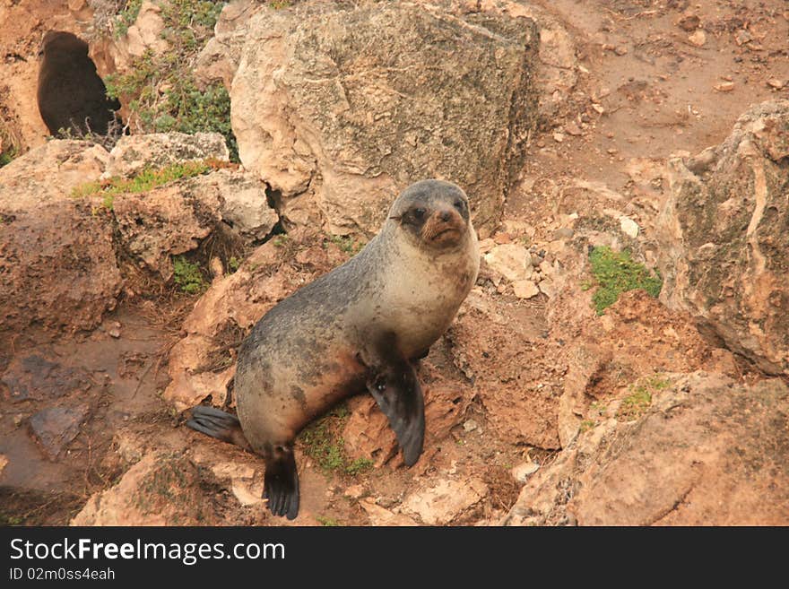 Picture of a seal on rocks