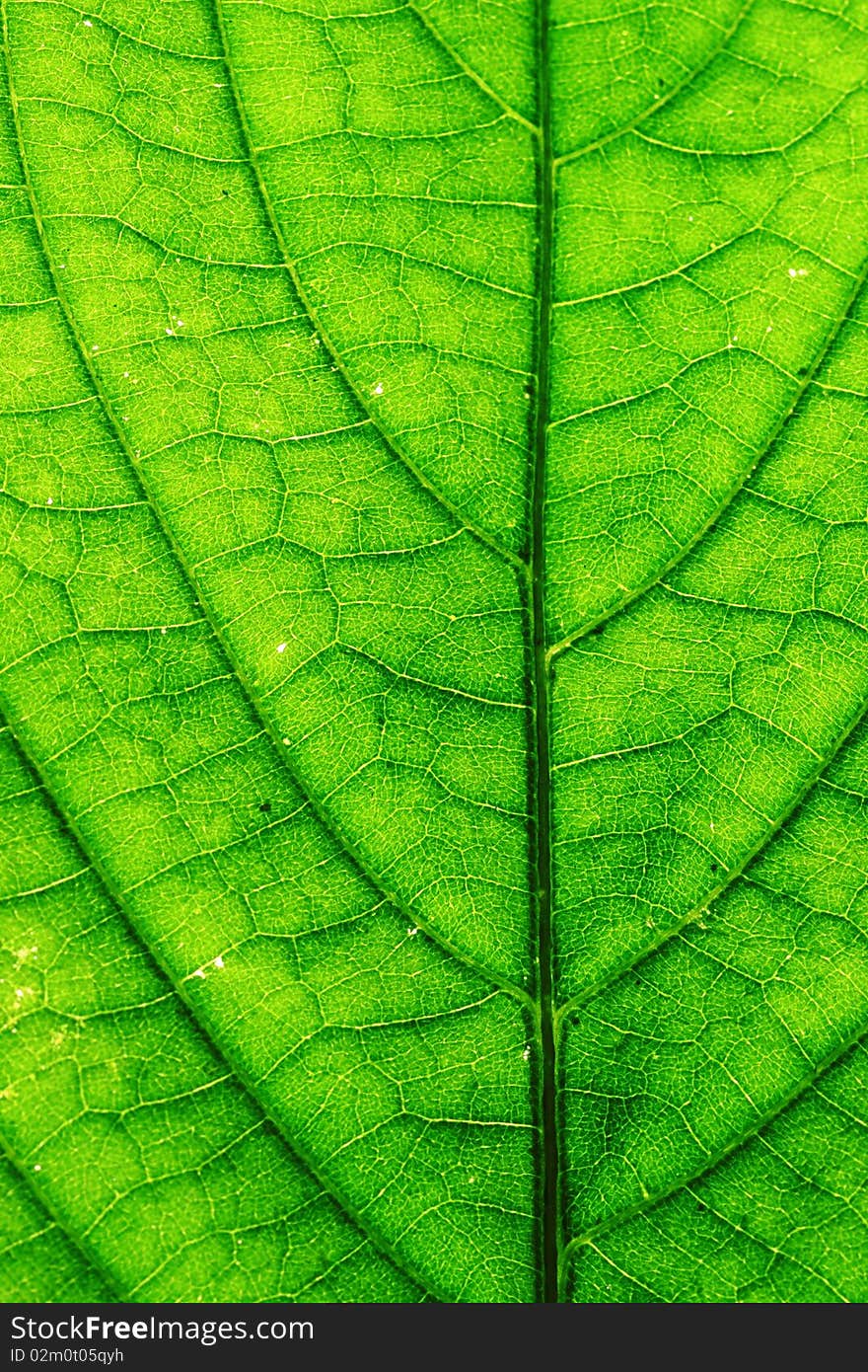 Leaf of a plant close up