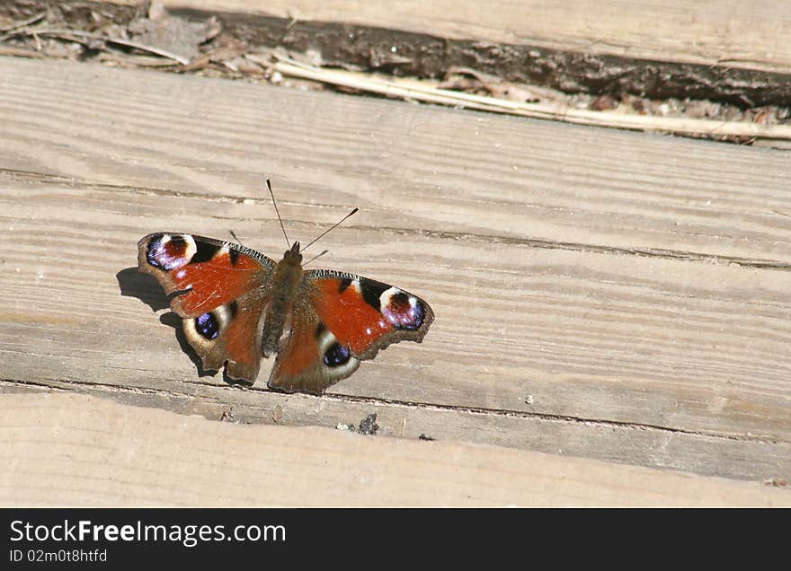 Peacock butterfly