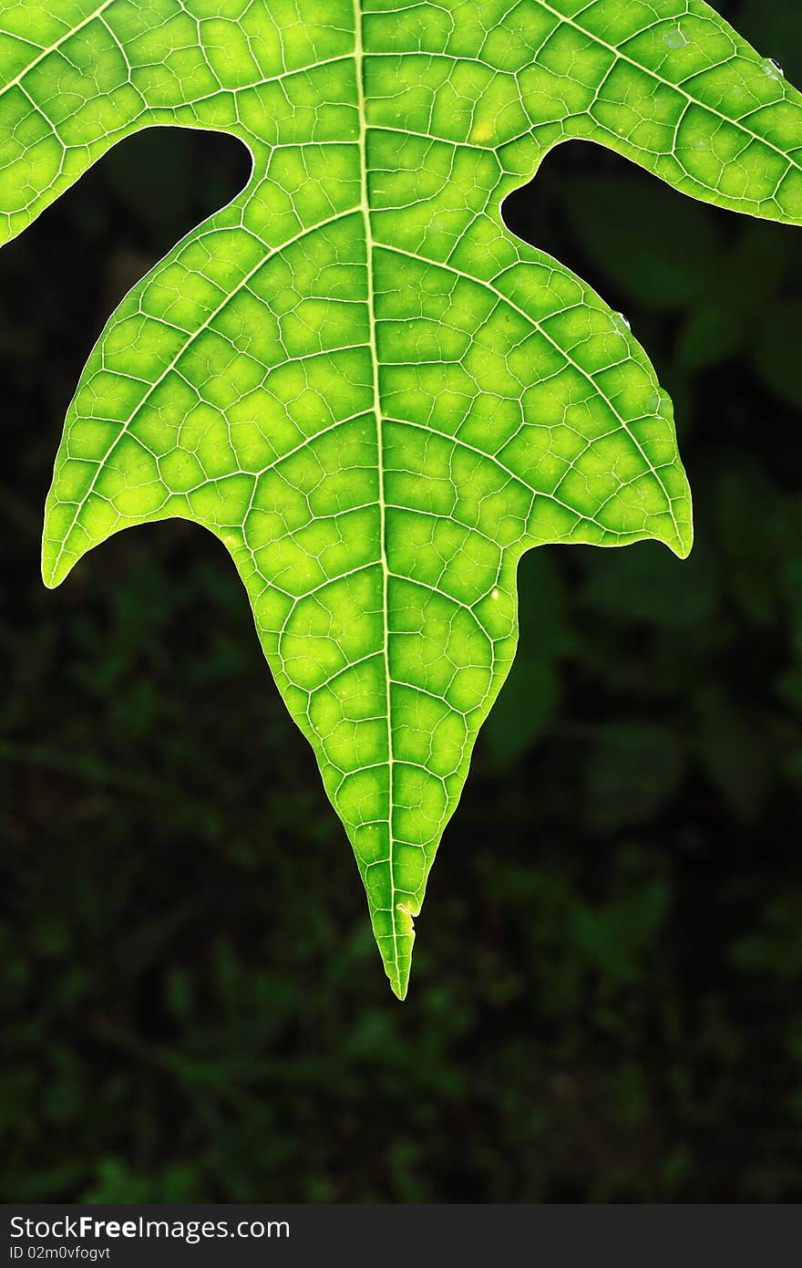 Leaf of a plant close up