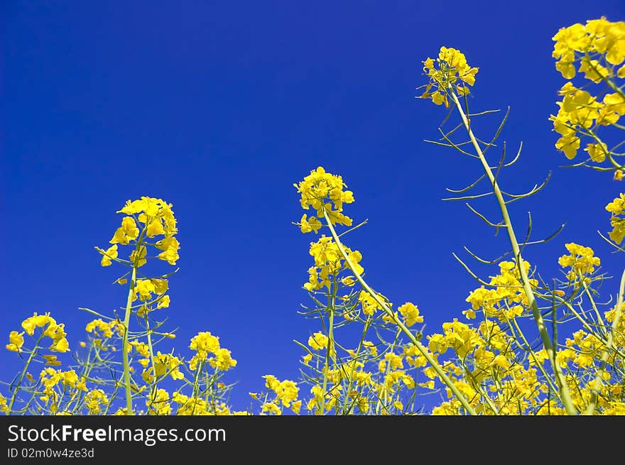 Yellow flowers and blue sky. Yellow flowers against blue sky.