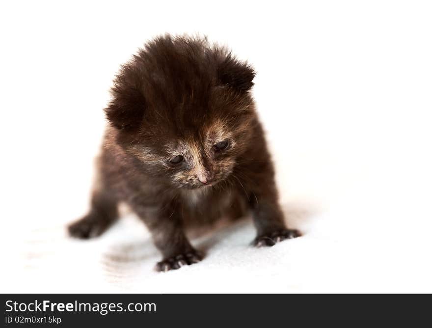 Kitten Crawling