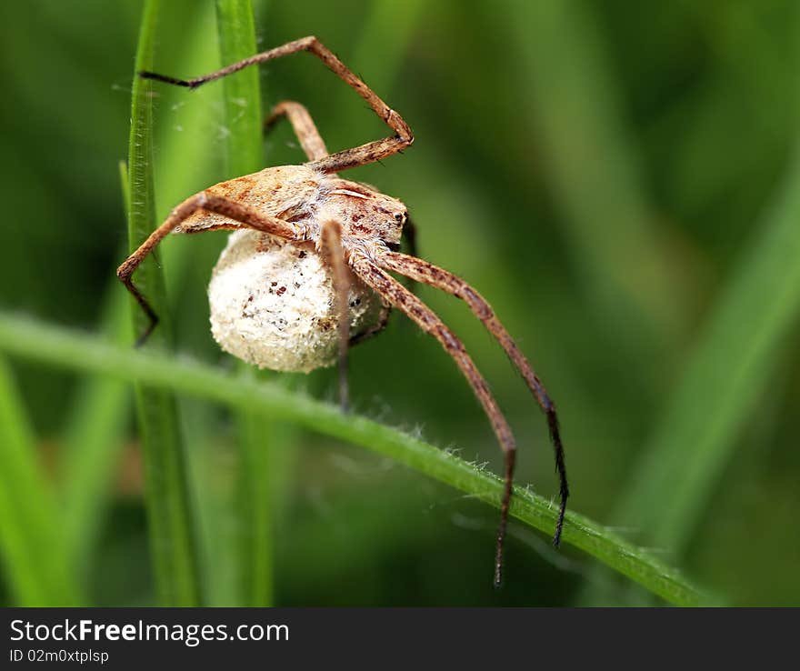 Macro spider (Pisaura mirabilis) of profile on leaf protecting its cocoon