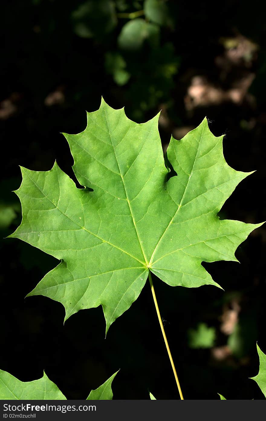 Leaves of a tree a maple in wood in a sunlight. Leaves of a tree a maple in wood in a sunlight