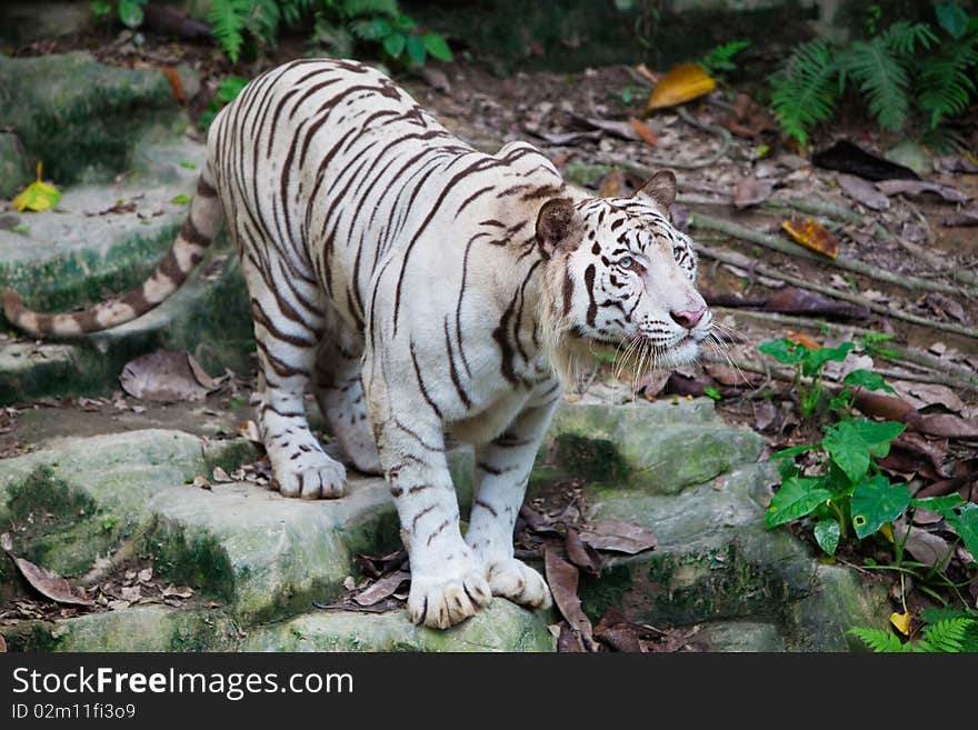 A white tiger stands on rock in zoo.