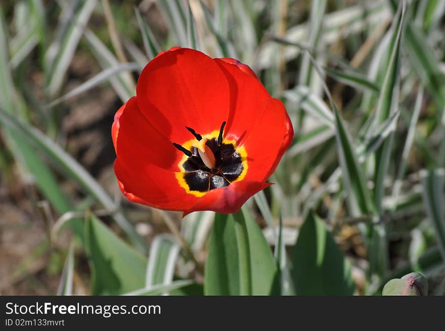 Photo where tulip is represented