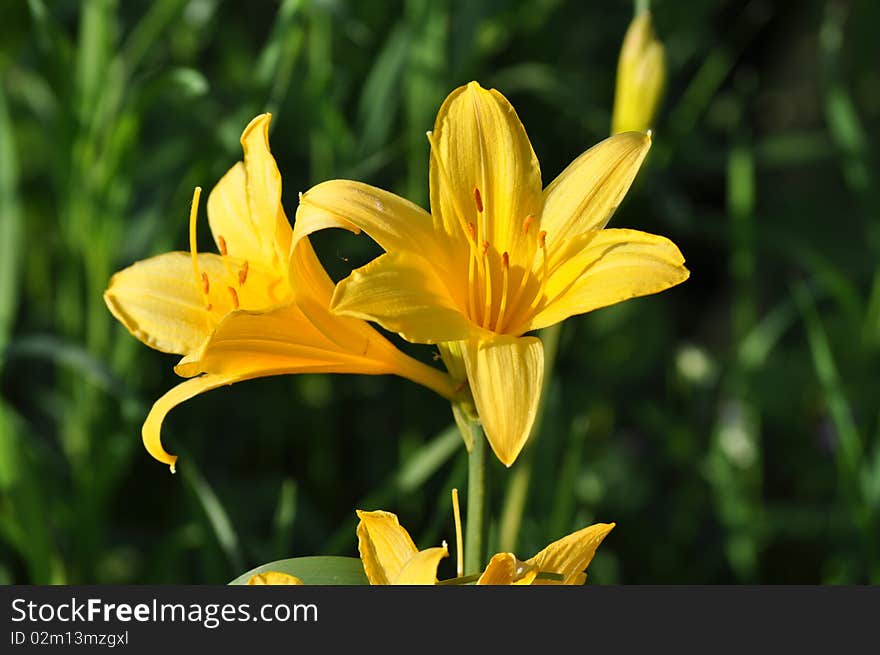 Photo where flowering lily represented