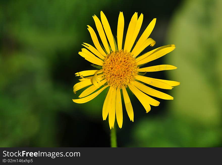 Photo where yellow camomile is represented