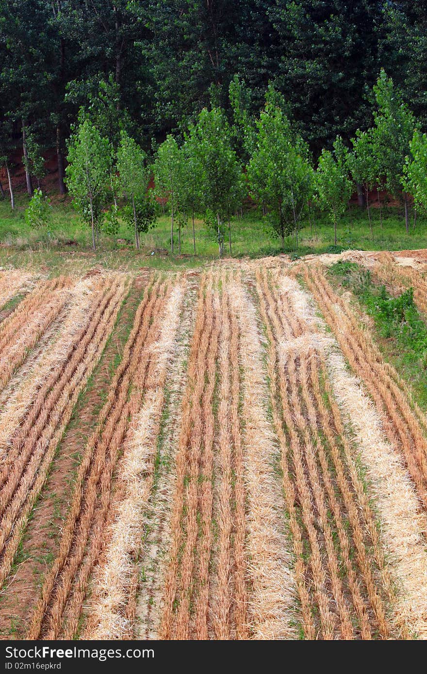 Fields and poplar