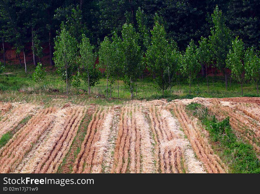 Fields and woods