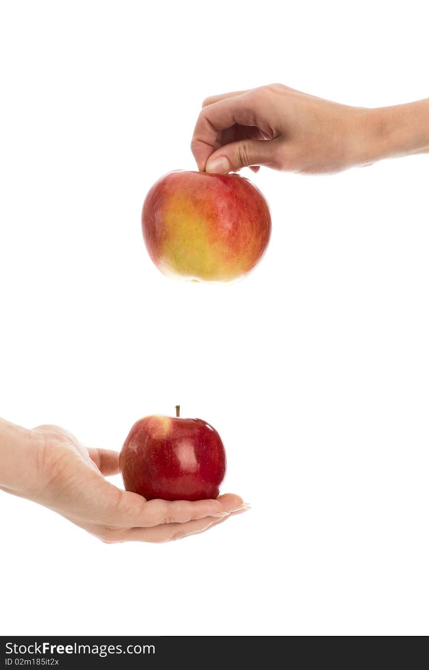 Two different apples in hands. Two different apples in hands