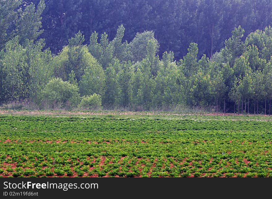 Fields And Poplar