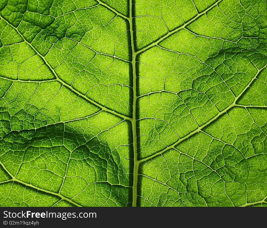 Green big leaf