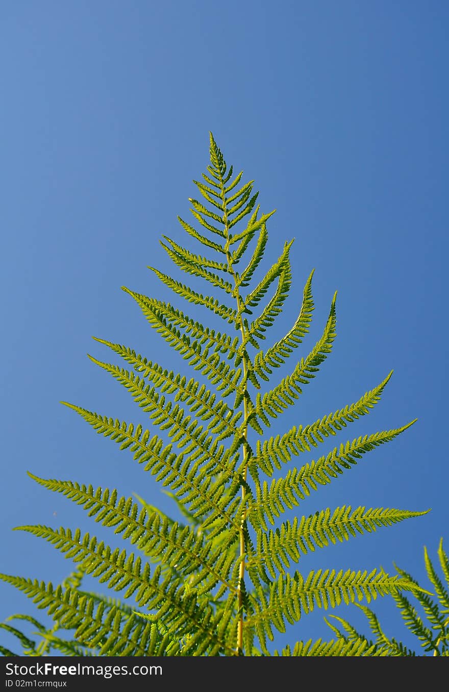 Green leaf