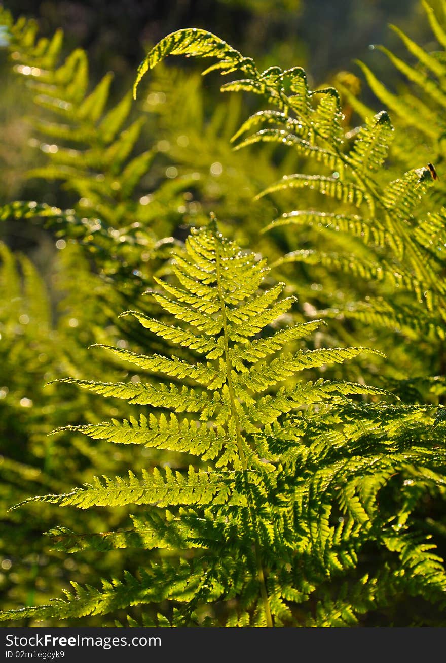 Green Leafs