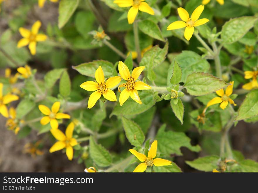 Small spring yellow flowers blooming in close up