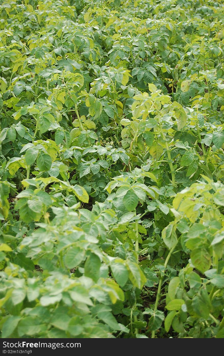 The Potato Field.