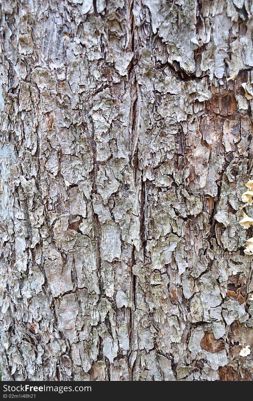 Site of bark of growing fruit-tree. Site of bark of growing fruit-tree