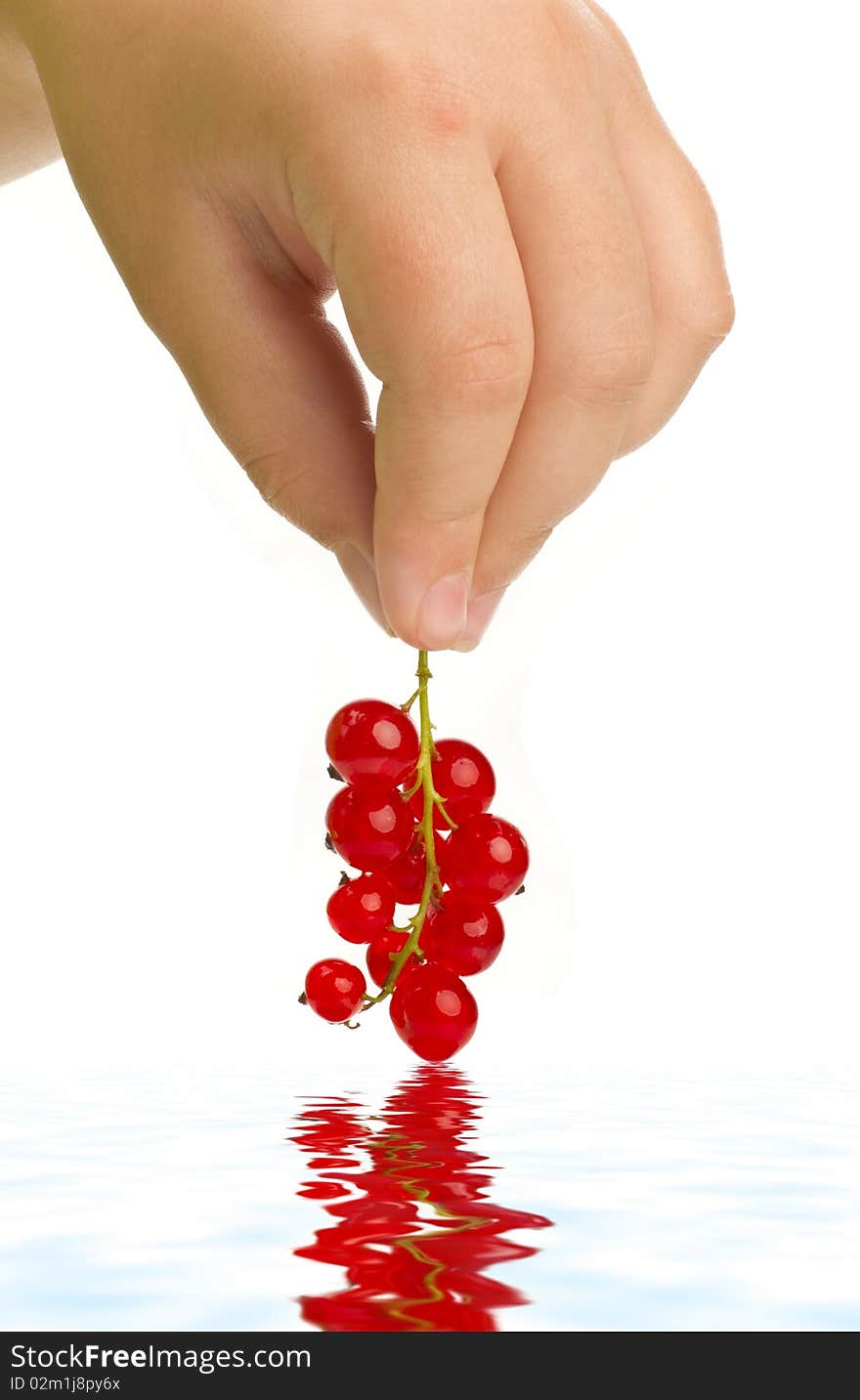 Red currant  in hand isolated. Red currant  in hand isolated