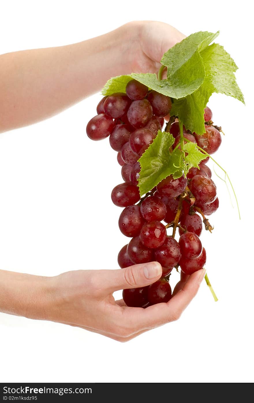 Red grape in hand isolated