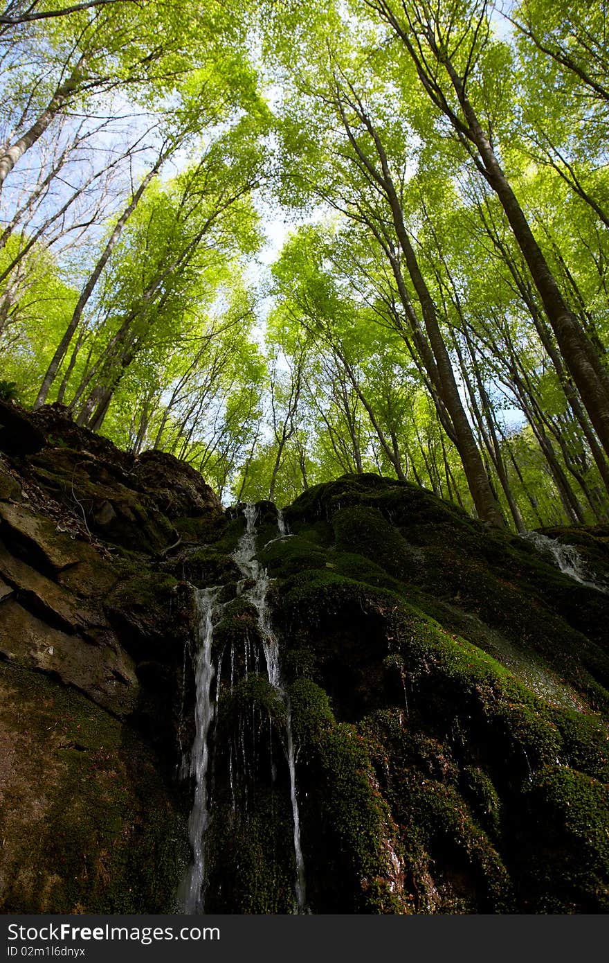 Waterfall in beech forest