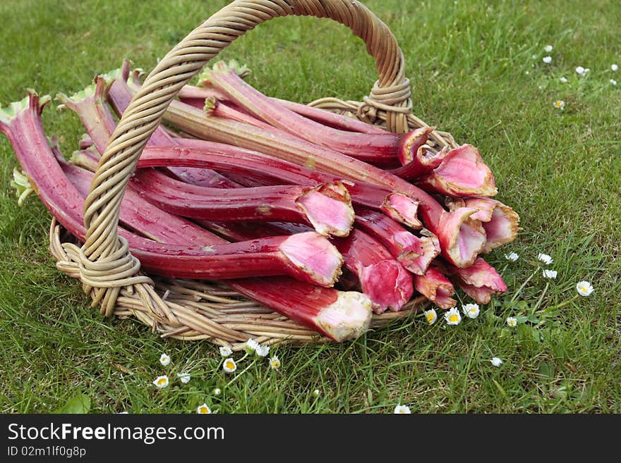 Rhubarb Shoots  Closeup On Basket