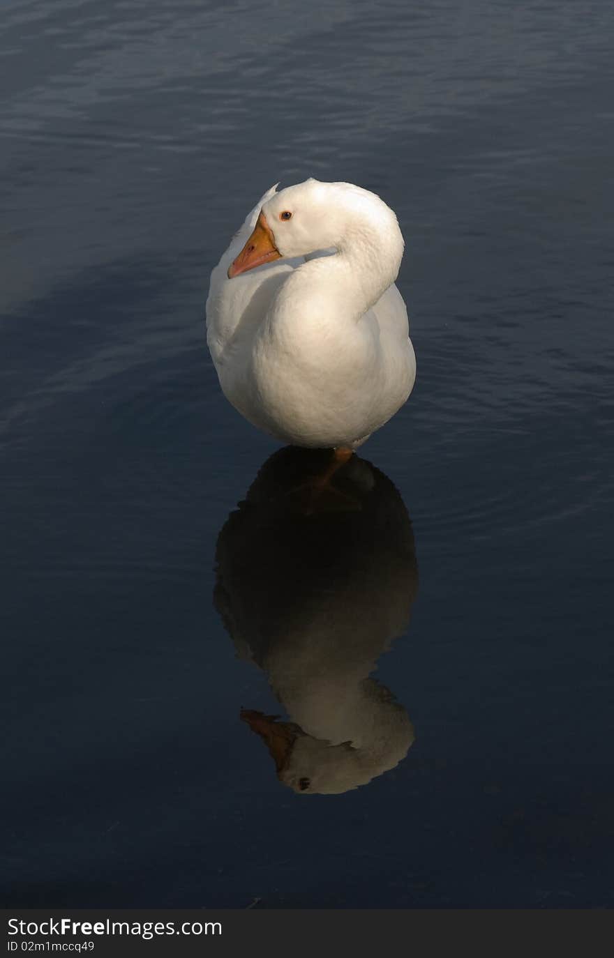 White Goose and Reflection