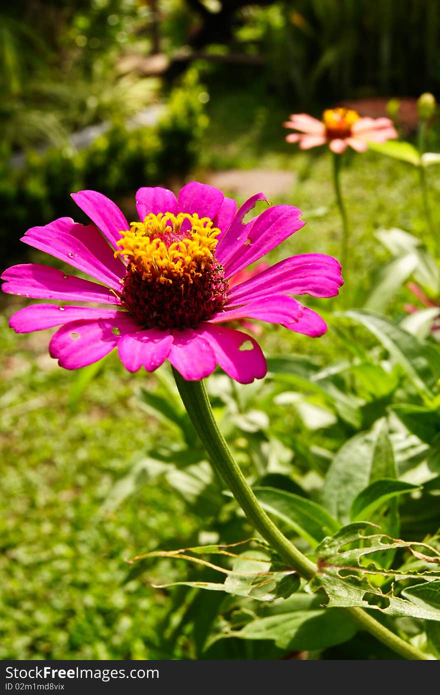 Purple flower