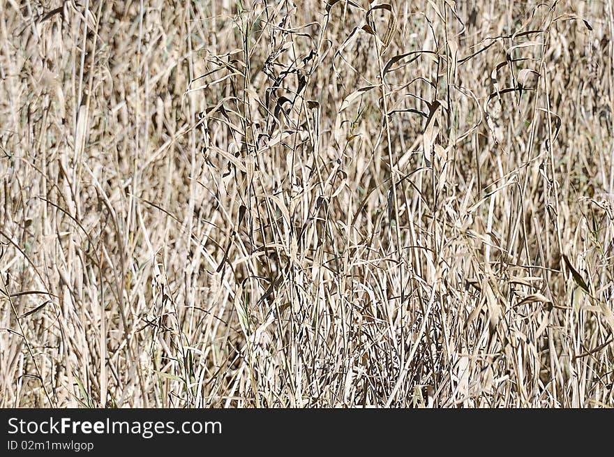 The texture of grass in the wild. The texture of grass in the wild