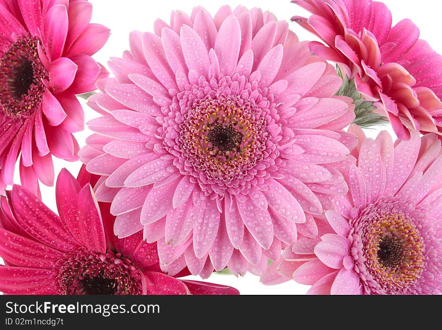 Pink Gerbera flower isolated on white