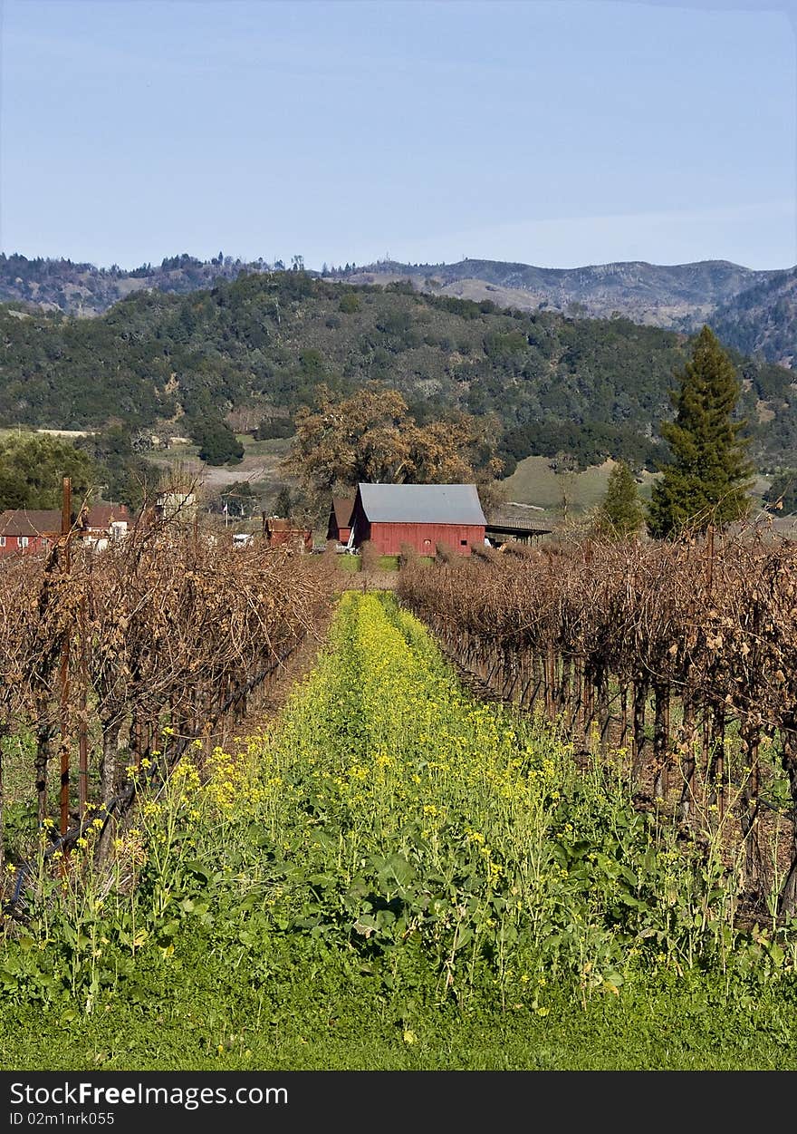 A red barn behind mustard plants and grape vines in Napa Valley California in the winter. A red barn behind mustard plants and grape vines in Napa Valley California in the winter.