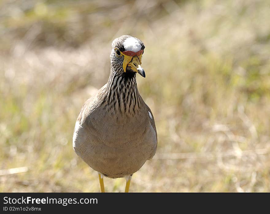 Crowned lapwing