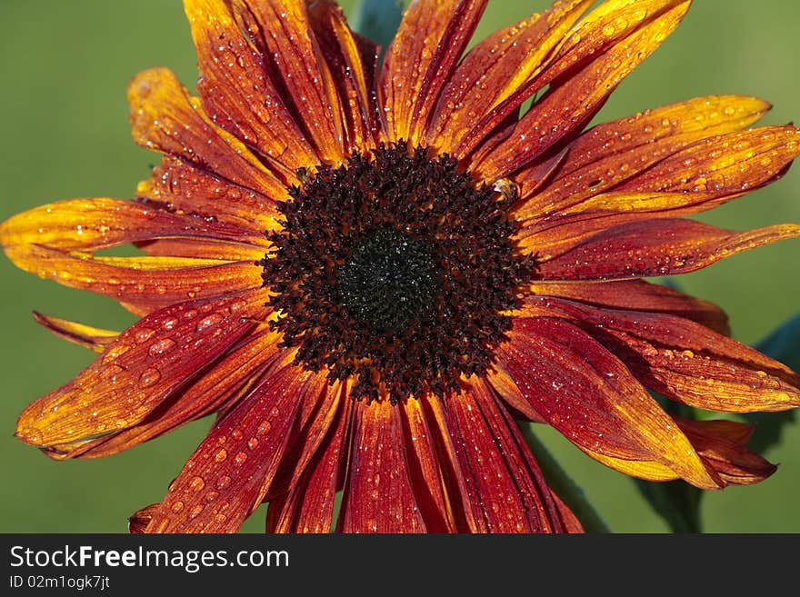 Sunflower stem bloom