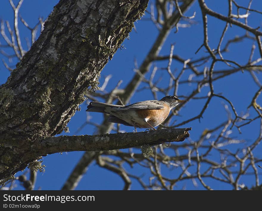 Oriole on Tree