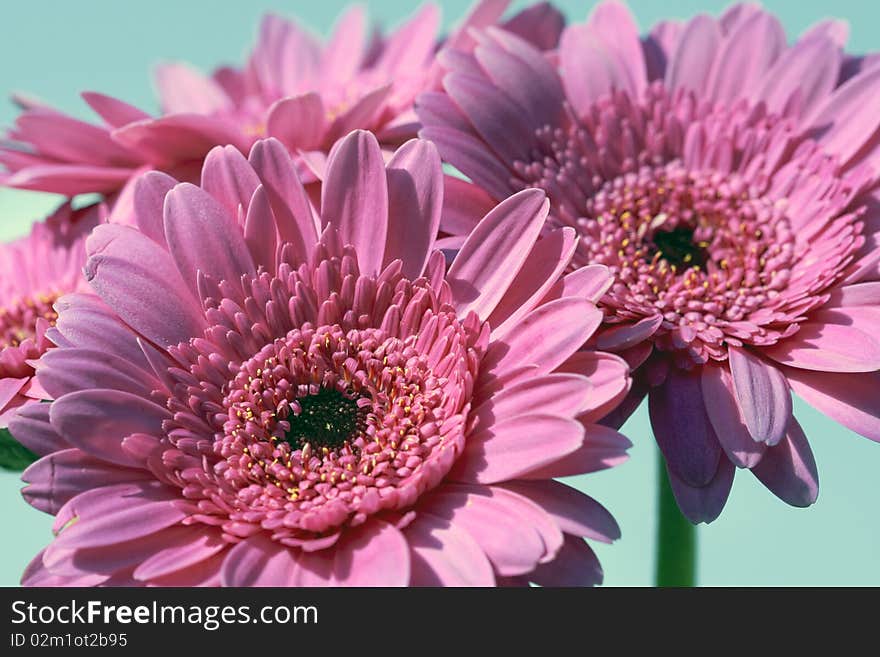 Pink  Gerbera flower