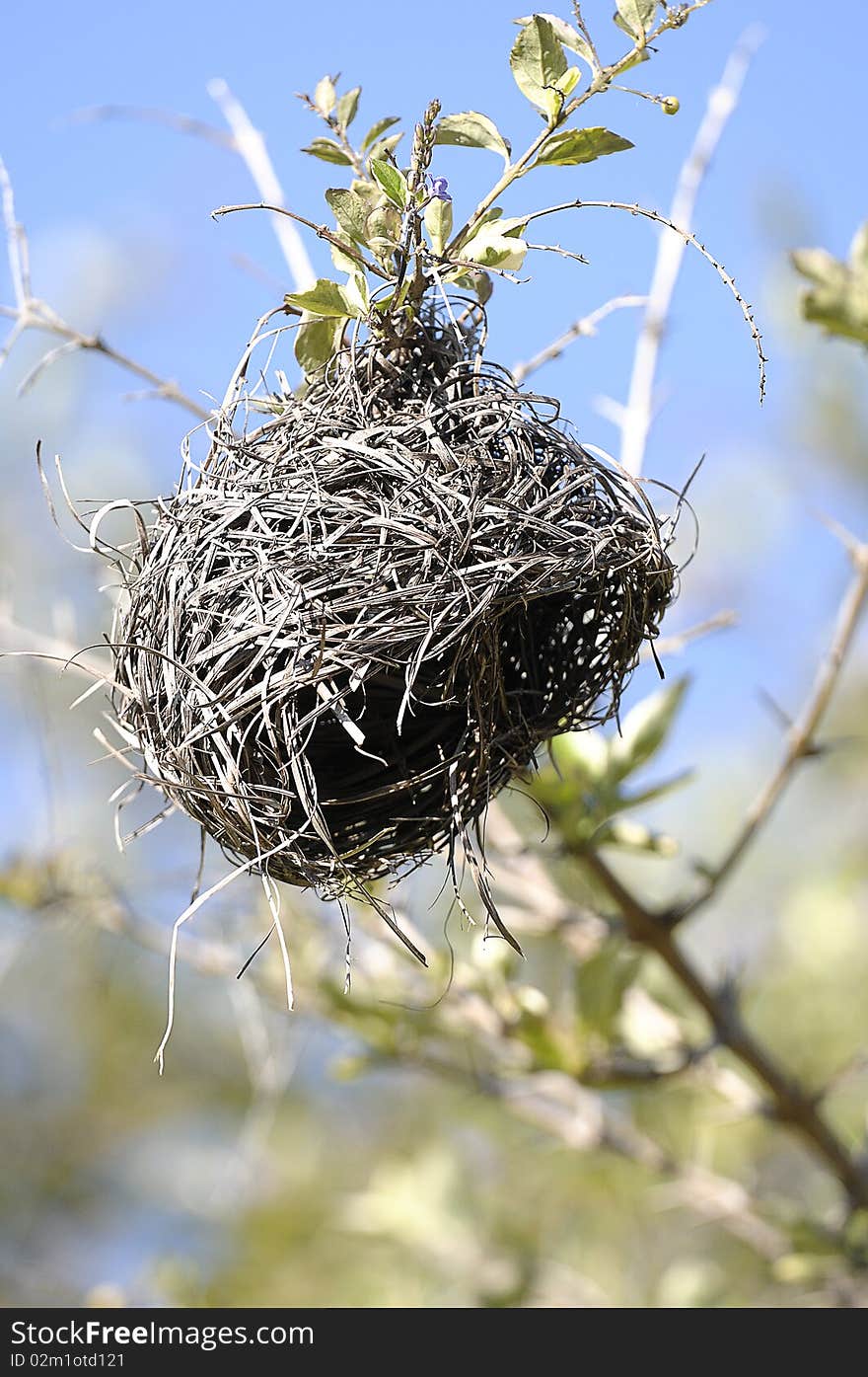 Bird nest