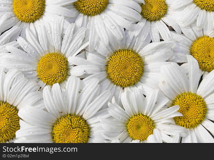 White Daisy flowers bunch close up