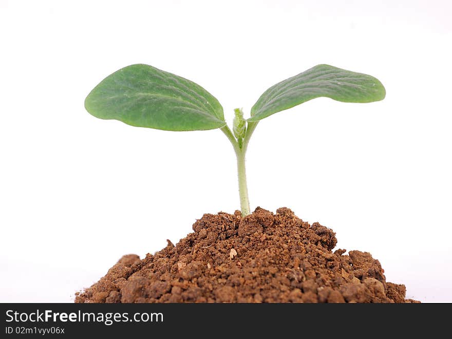 New plant, holding the hand of the bud