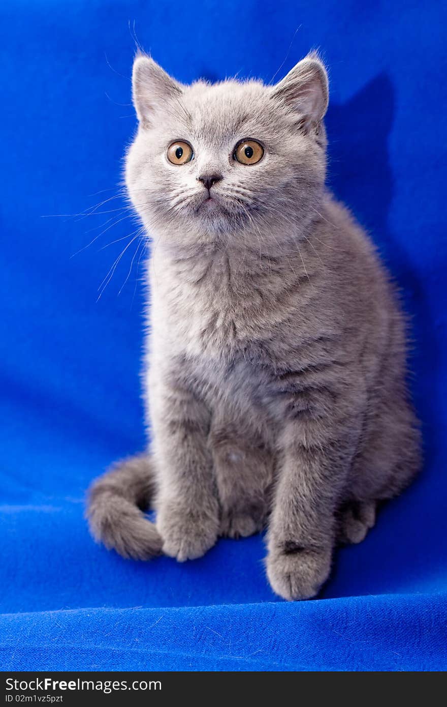 A yellow-eyed British shorthair blue kitten on blue background