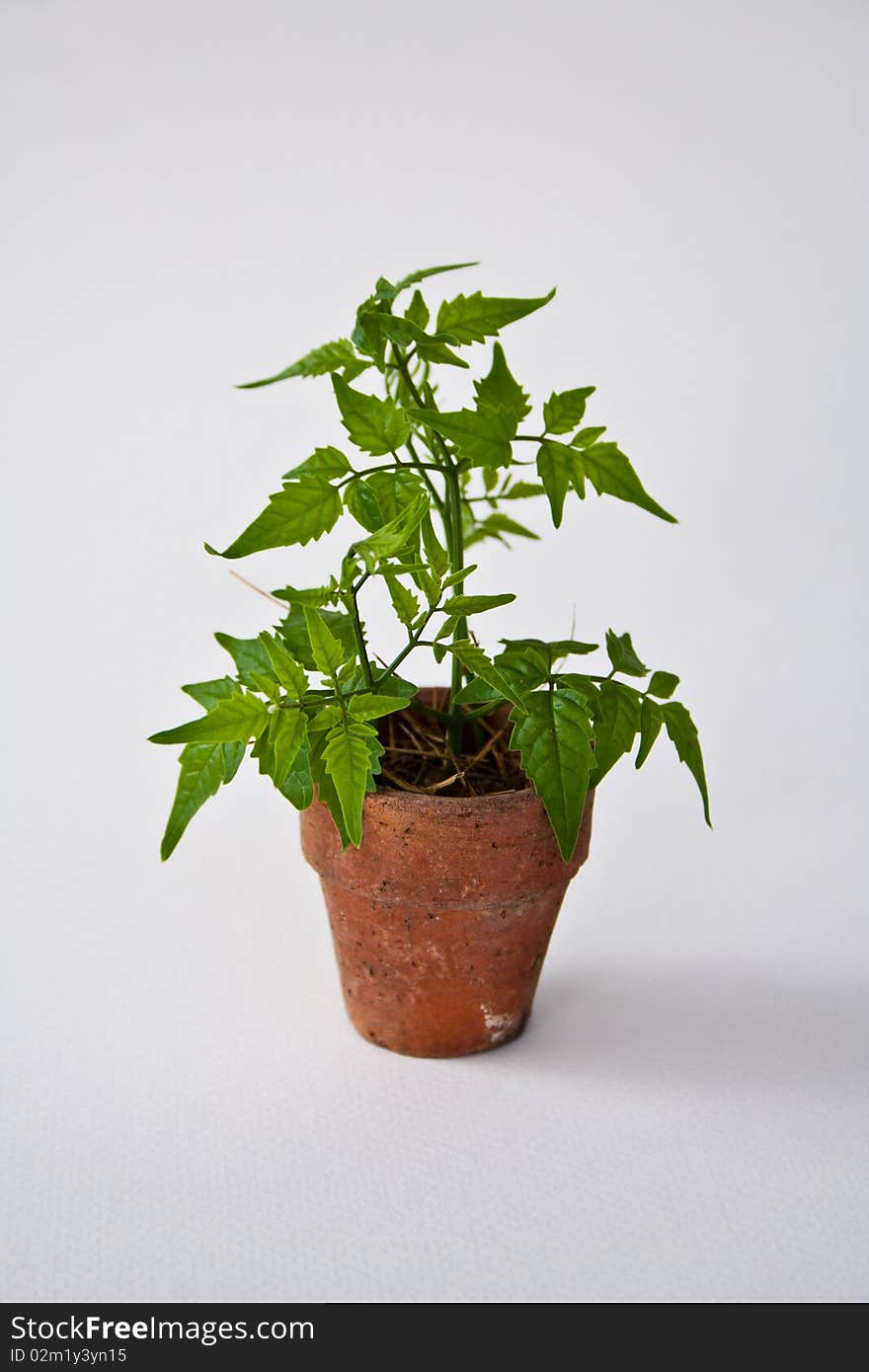 Small tree in pots with wite background