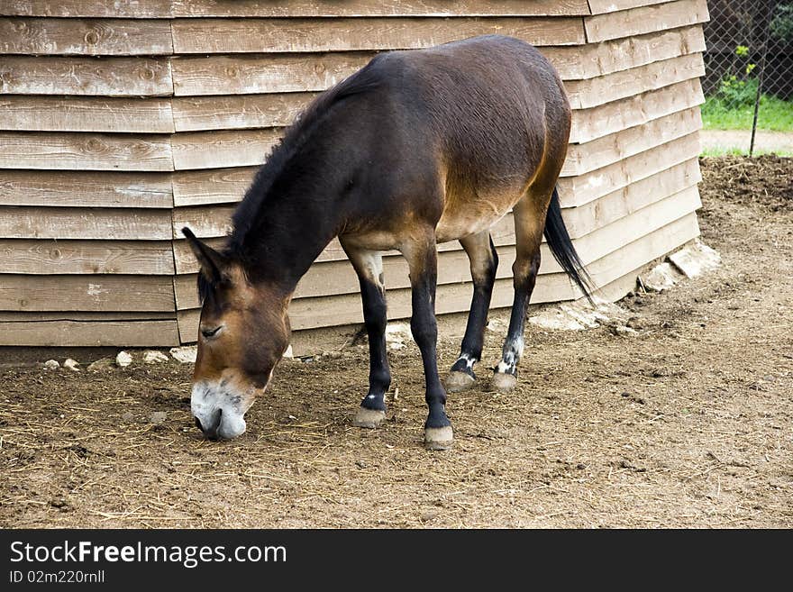 Donkey eats with the lowered head in a shelter