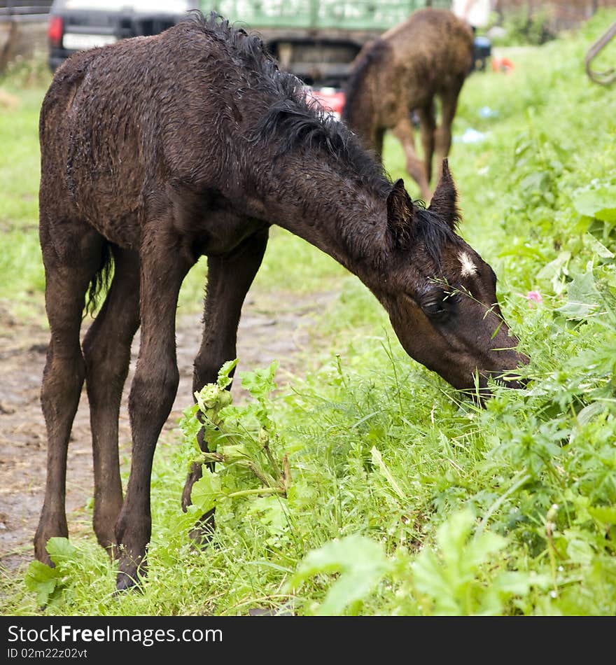 The small brown foal on the nature eats a grass